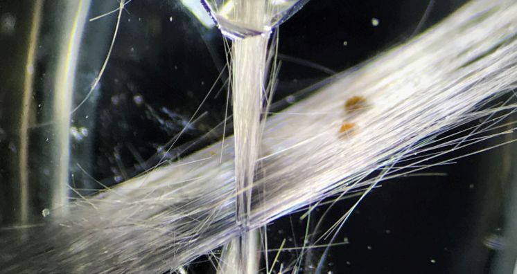 Intersecting brookite inclusions in quartz.