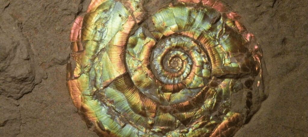 What Does It Mean When a Specimen Is Opalised?