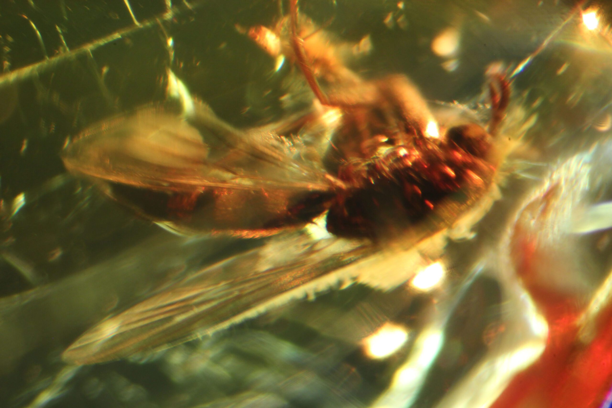 Gemmology Insights: Once in a Lifetime Inclusions for Gemmologists - Inclusions,gemstones - 9 Amber Yellow Pebble 2060 ©GemA HM scaled