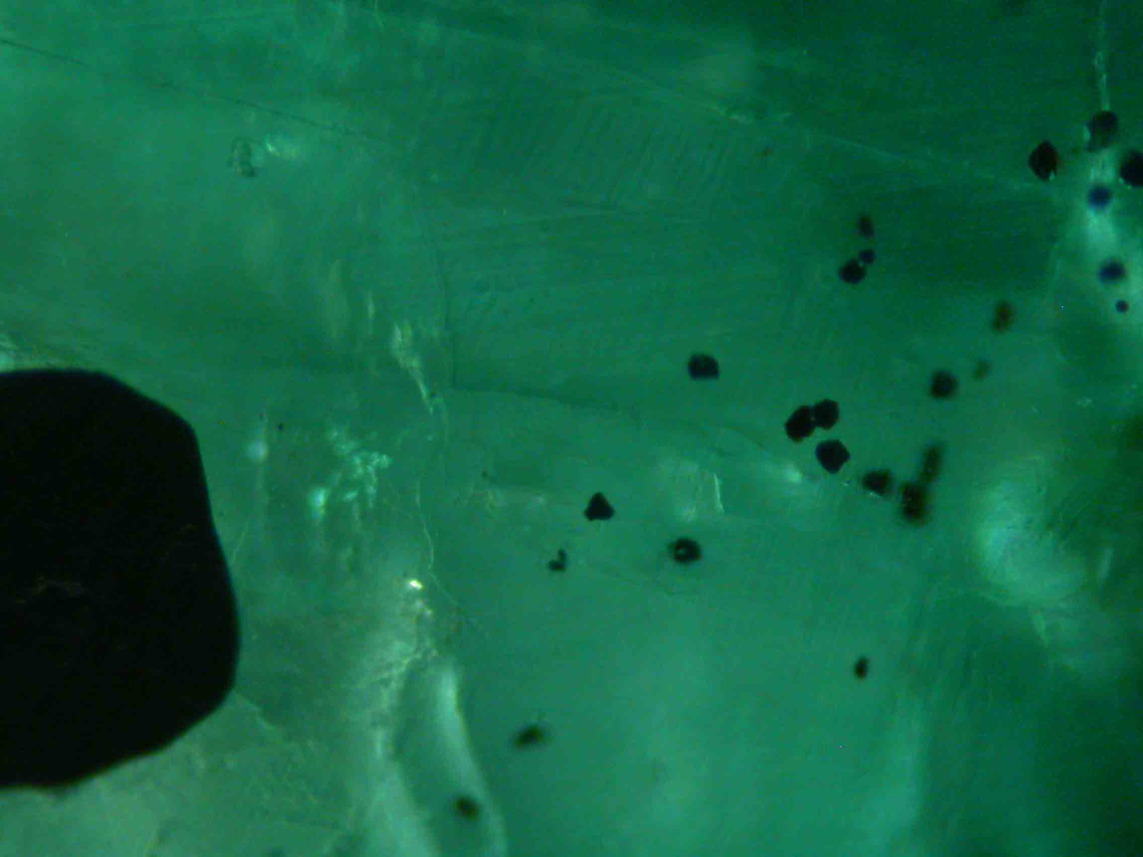 Gemmology Insights: Once in a Lifetime Inclusions for Gemmologists - Inclusions,gemstones - Beryl Emerald Black Spinel Crystal Inclusions 2716 ©GemA PD