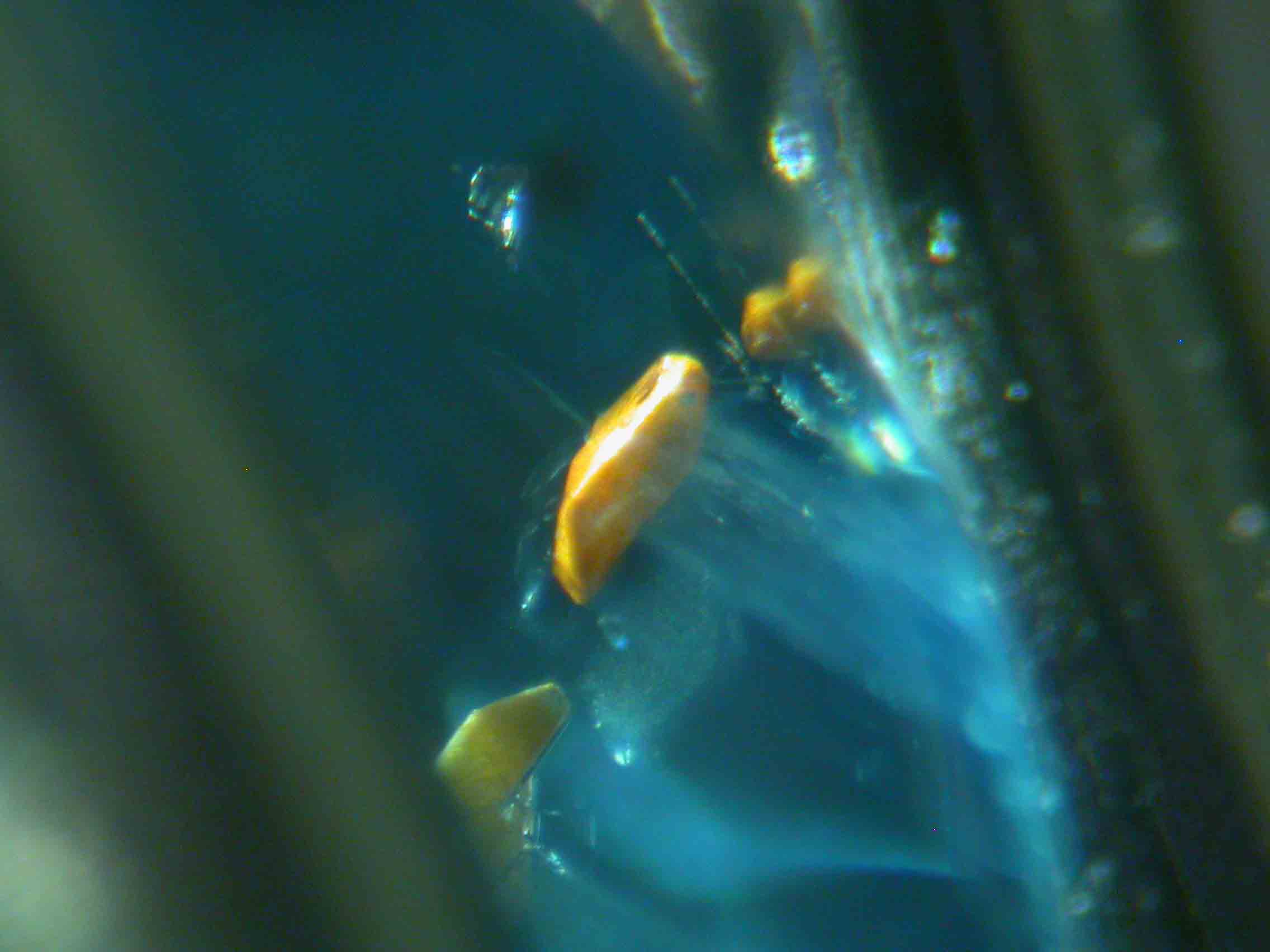 Gemmology Insights: Once in a Lifetime Inclusions for Gemmologists - Inclusions,gemstones - Corundum Sapphire Yellow Crystal Inclusions 4317 PD