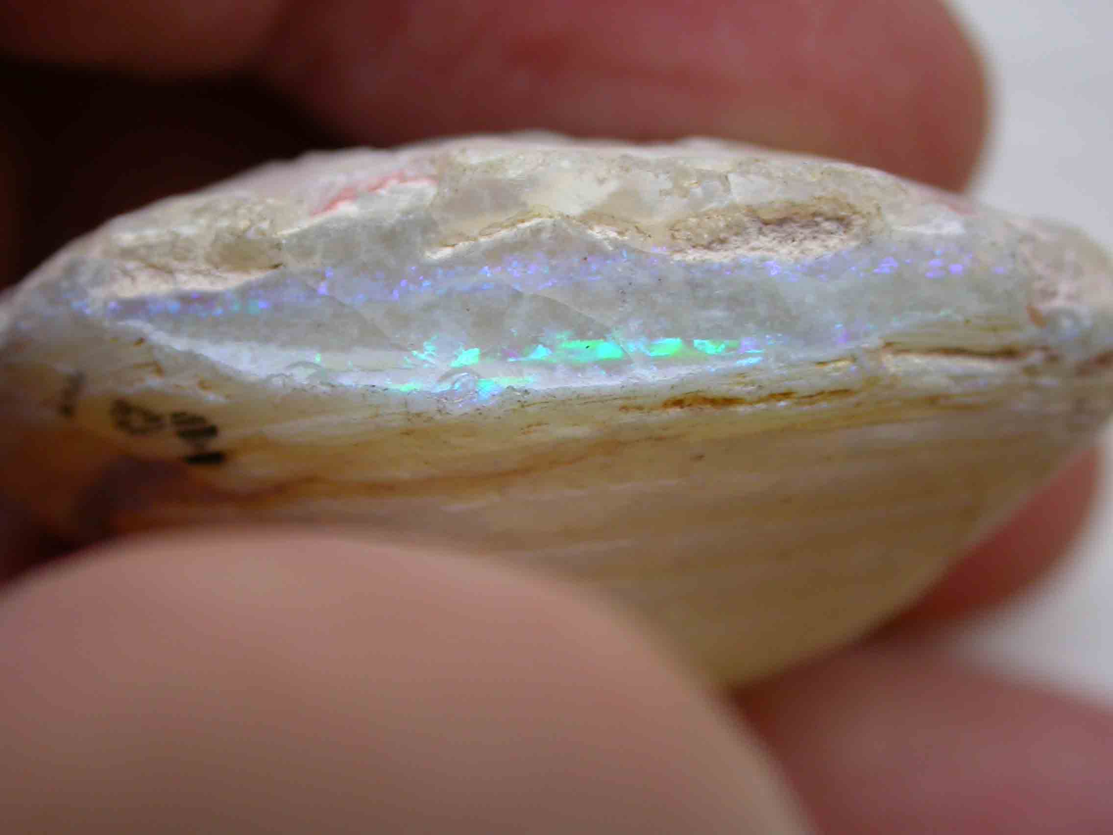 Gemmology Insights: Once in a Lifetime Inclusions for Gemmologists - Inclusions,gemstones - Shell Opalised 8964 PD